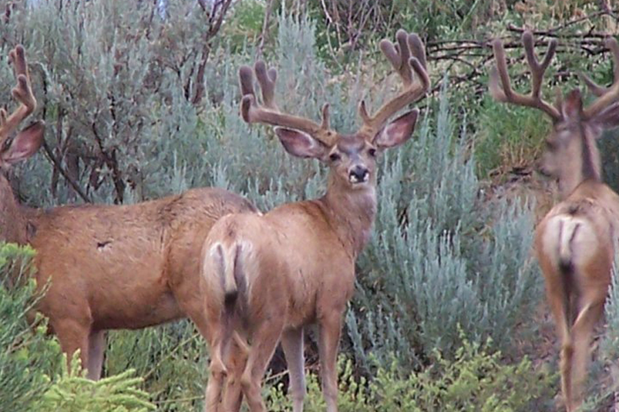 Colorado Mule Deer