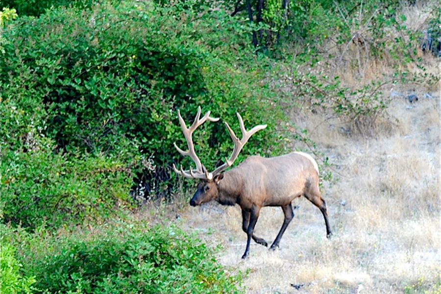 California Elk