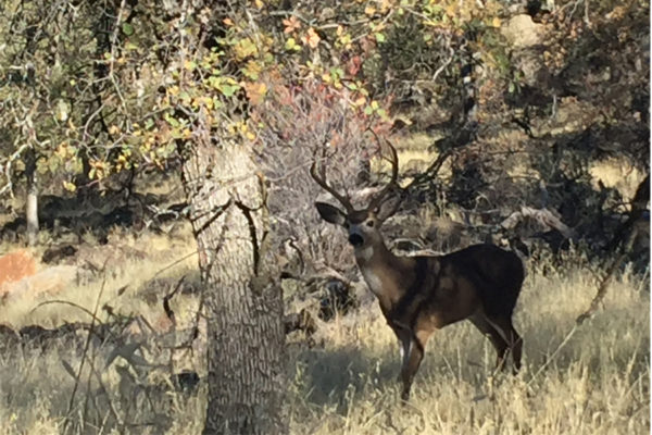 Blacktail Deer - Just For Hunting