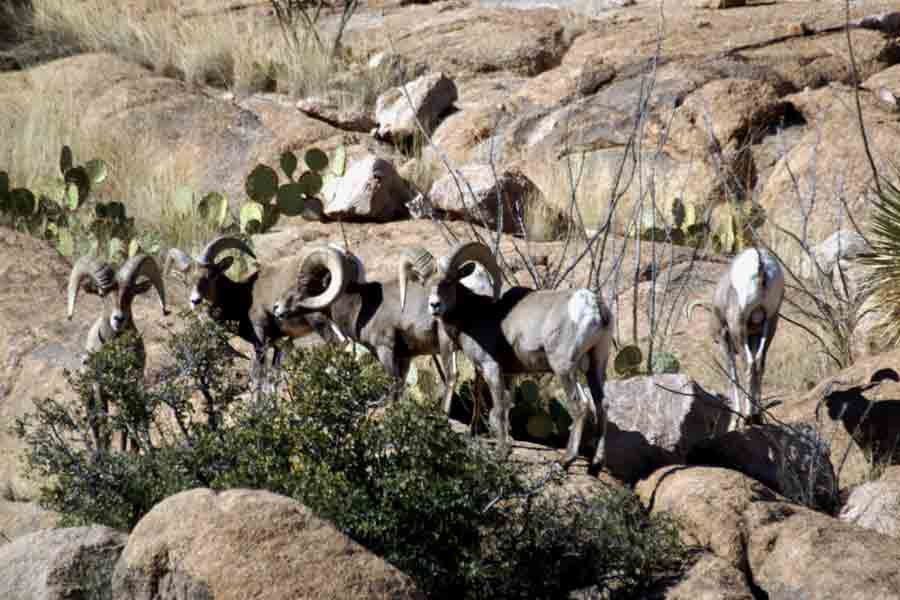 Desert Bighorn Sheep 2