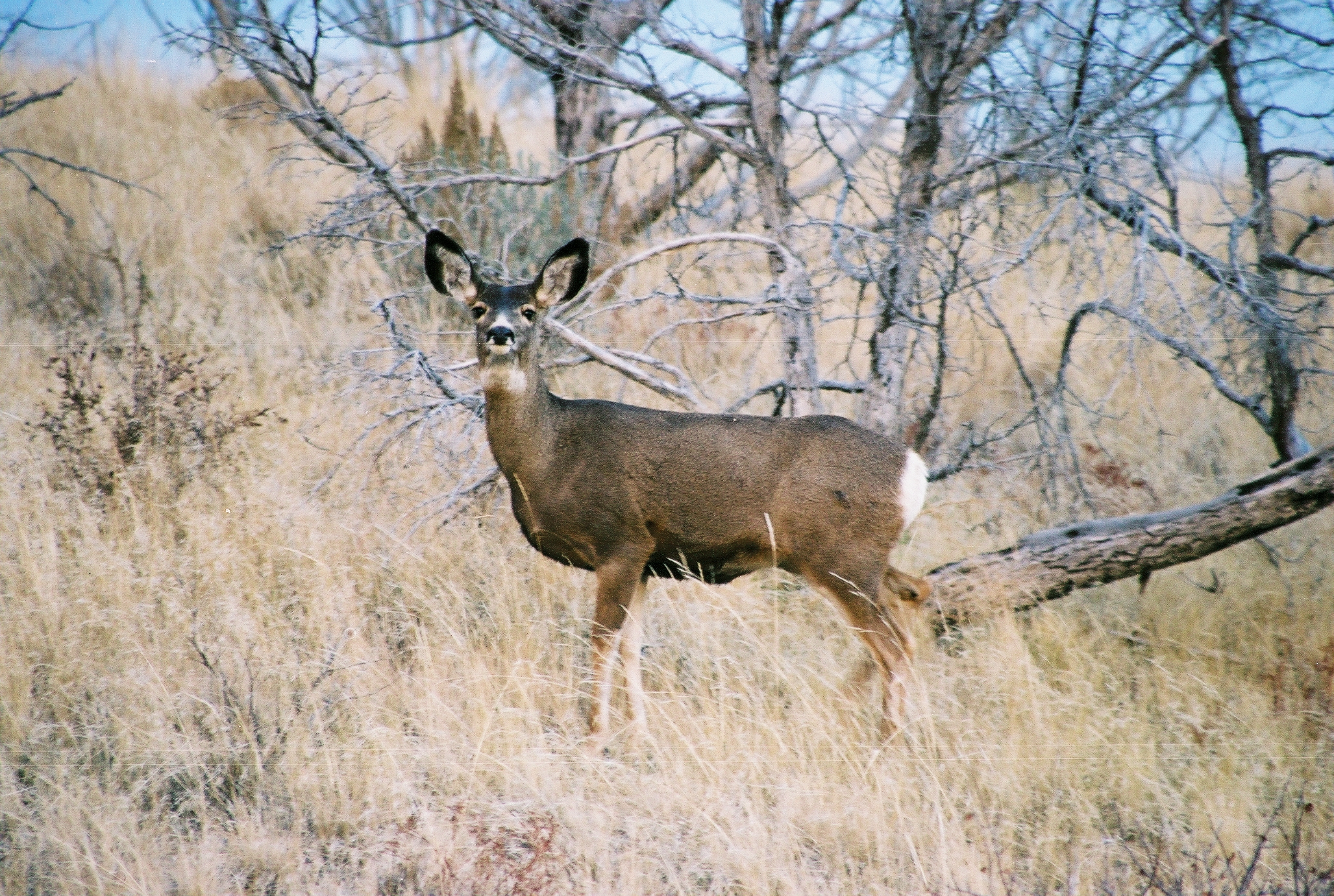 mule-deer-28 - Just For Hunting