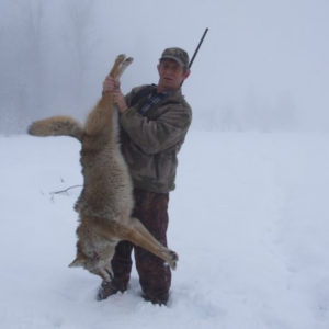 coyote-harvested-2