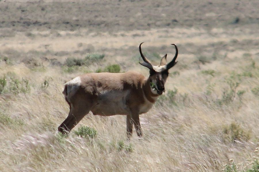 California Antelope Adventure