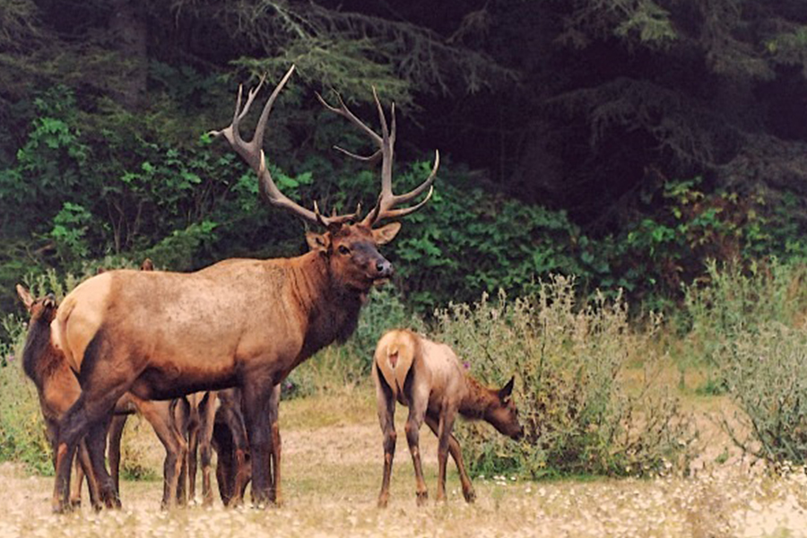 Roosevelt Elk (PLM)