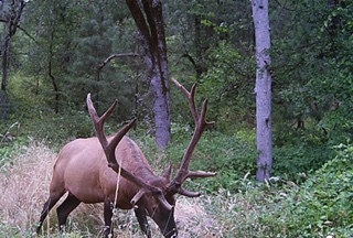 California Landowner Elk Tag
